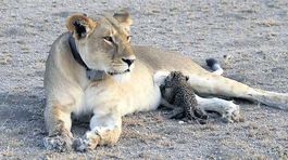 Divoká levica šokovala znalcov, dojčí leoparda