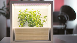 Bude bazalka z automatu odpoveďou na krízu potravín?