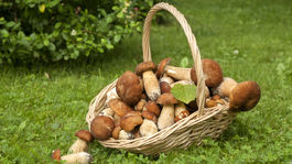 Plný košík húb? Ale čo s nimi? Takto ich spracujte