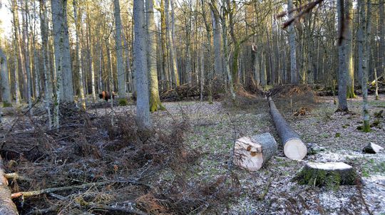 Poľsko usmernenie EK o pralese dodržiava, tvrdí minister