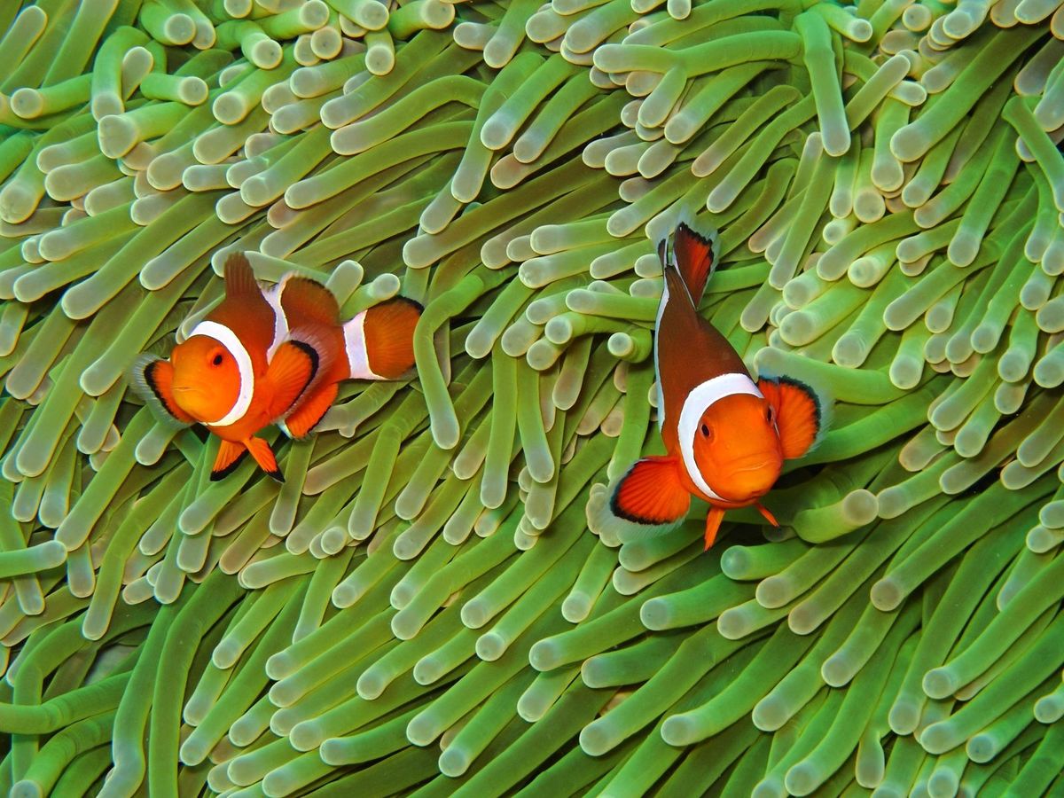 Rybky klauni žijú v tropickej klíme na morských...