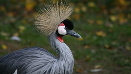 Návštevníci zoo ukameňovali v Bojniciach vzácne zviera