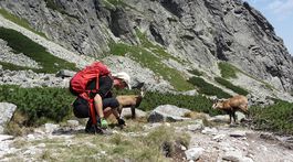 V Tatrách sa budú počítať kamzíky. Väčšine sa páči na slovenskej strane