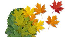 Zelené bývanie je trendom, tvrdí rada pre zelené budovy