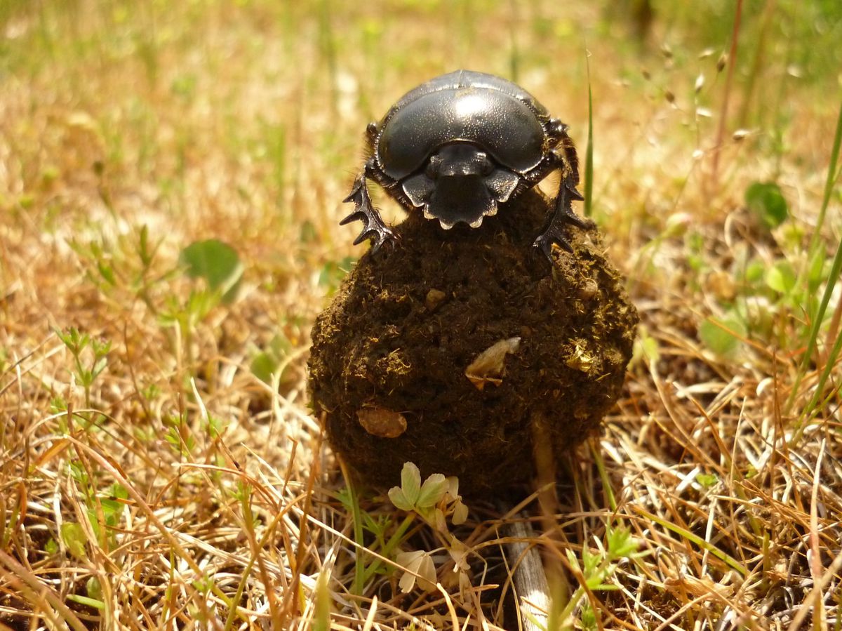 Scarabeus v obrannej póze.