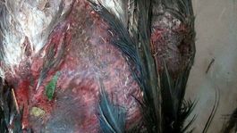 Trojica mladíkov zrejme pod vplyvom alkoholu...