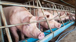 Africký mor ošípaných sa rozšíril do okresu Rožňava