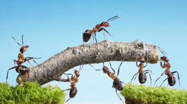 Mravce dokážu zo svojich tiel postaviť Eiffelovku