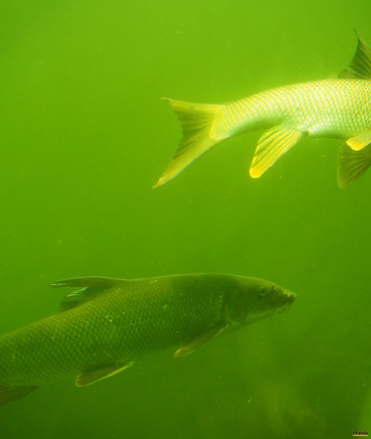 Pod hladinou dunajského ramena.