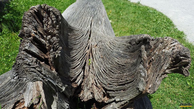 Zakonzervovaný starý dub z roku 1383.