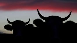 Čínsky rok byvola praje vytrvalým! Bude náročný, upozorňujú astrológovia