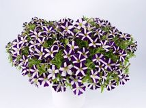 petúnia, amore purple, kvet, letnička,