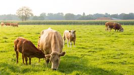 Horúčavy majú vplyv aj na plodiny a chov hospodárskych zvierat