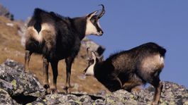 Lesníci narátali v Tatrách menej kamzíkov ako vlani