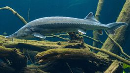 Prílišný lov belúg a tuleňov v Rusku znepokojuje vedcov