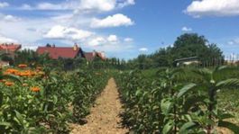 Vedci z Prešova vyšľachtili novú odrodu mäty piepornej