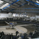 dojáreň, kravy, dojenie