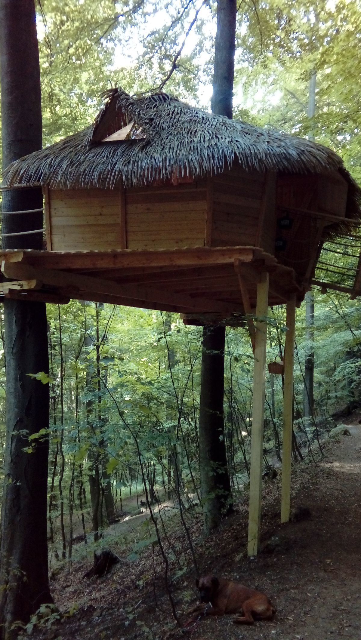 Domček na strome.