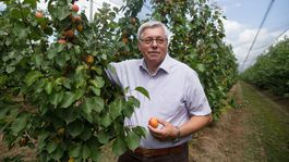 Slovensko nevyužíva svoj 'ovocinársky' potenciál. Ľudia si za jablká či hrušky priplatia