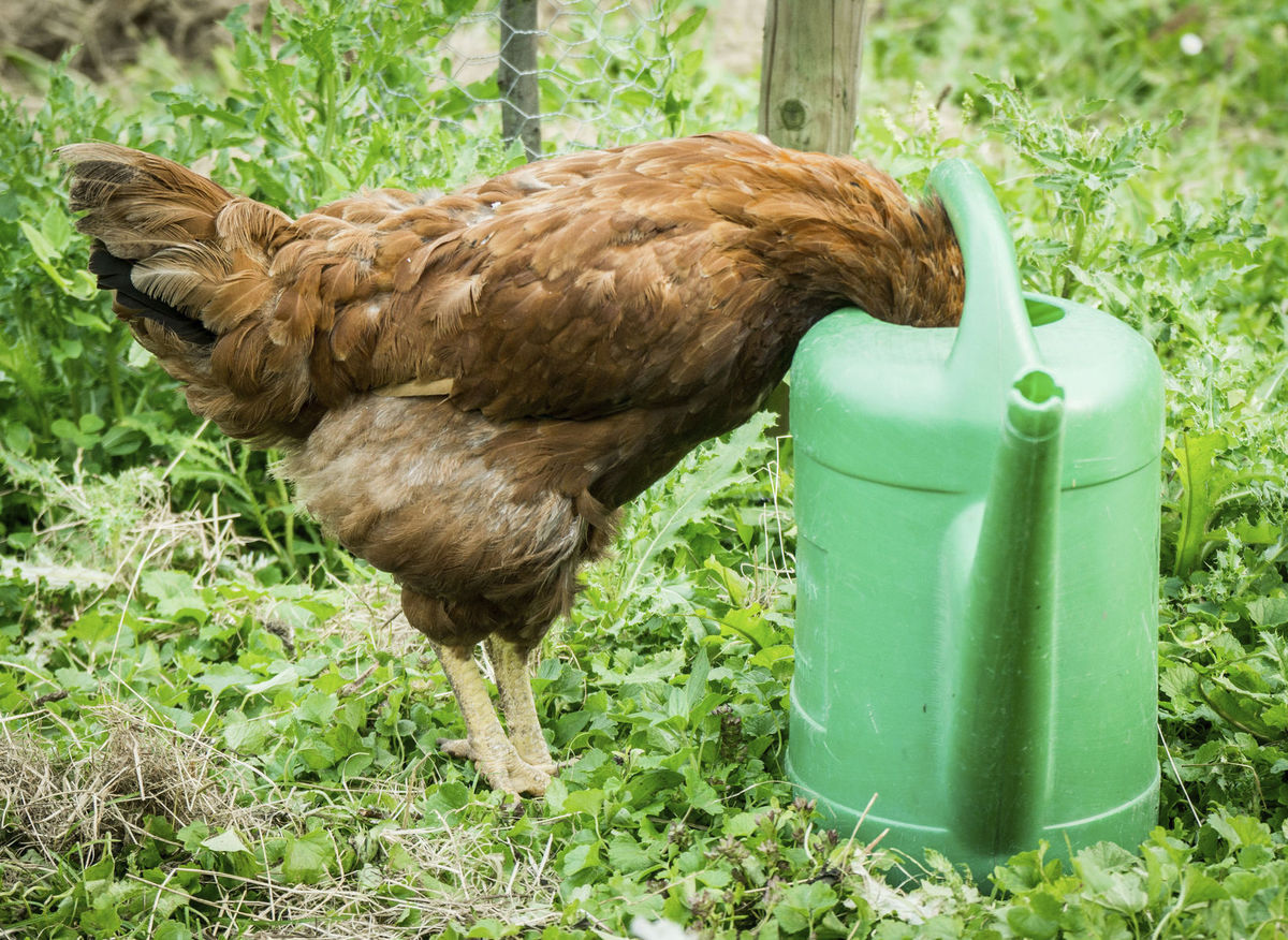 Sliepka pije z krhly, Vrch Lohrberg, Frankfurt.