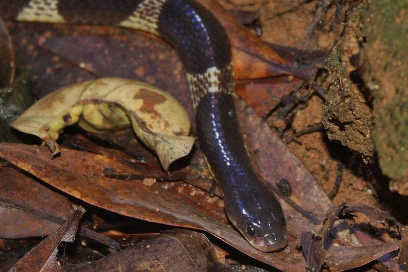 Bungarus multicinctus.