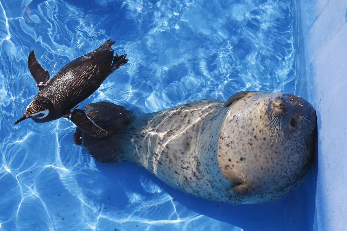 Tuleň a tučniak v bazéne vodného sveta v Tokiu.