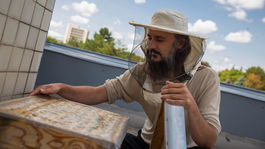 Prežijú včely, ak ich napojíme na internet?