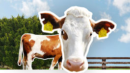 Adoptuj si kravičku, pi viac mlieka zo Slovenska