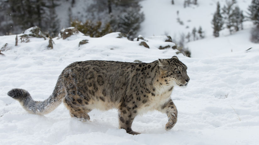 leopard snežný