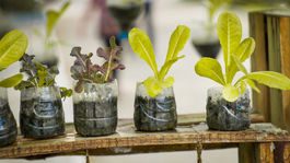 Vyhadzujete plastové fľaše? 5 tipov ako ich použiť v záhrade