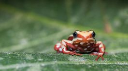 Jedovaté žaby by mohli uľaviť od bolesti