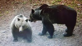Medvede chcú svoje Tatry späť