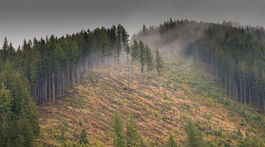 WWF: Nemalo by byť možné žiadať výnimky na ťažbu dreva v bezzásahových územiach
