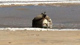 Hurikán Maria vyplavil na pobrežie Severnej Karolíny muníciu z II. svetovej vojny