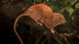 Objavili nový druh obrej krysy