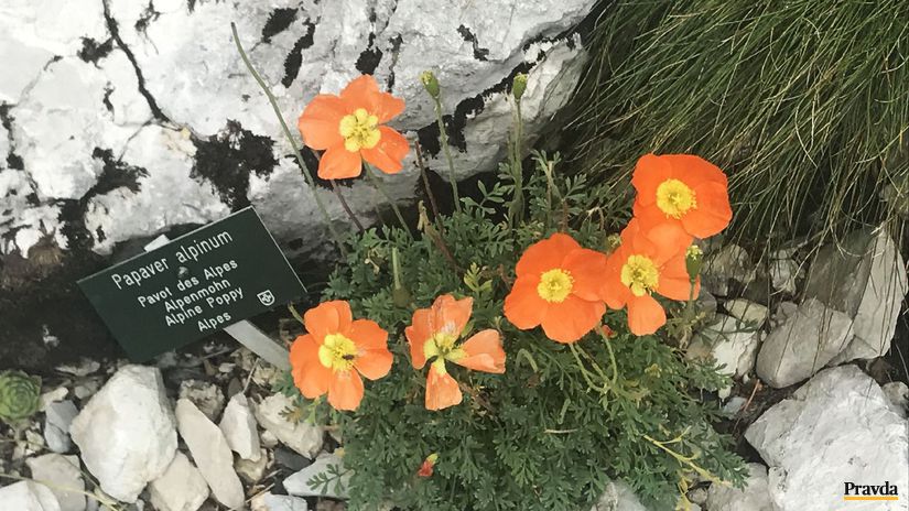 La Rambertia – alpská botanická záhrada, kde...