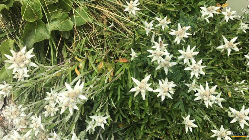 La Rambertia – alpská botanická záhrada, kde...