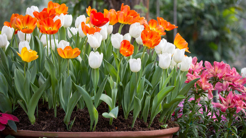 tulipány, kvety, záhrada