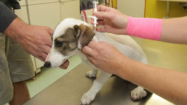 Od septembra bude mať zviera na Slovensku práva ako živá bytosť