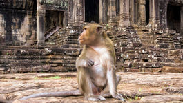 Siem Reap, Kambodža, Angkór Vat, opica