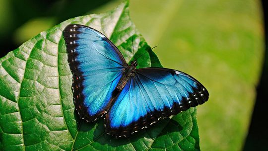 Lexus LC - Limited Edition Structural Blue