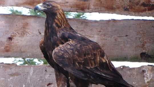 V Detve páchateľ ukradol dve samice orla skalného