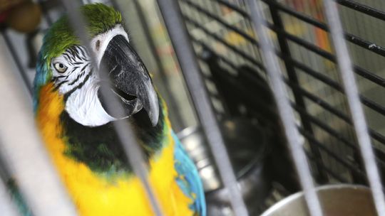 Britská zoo skryla päť papagájov, pretože hrubo nadávali návštevníkom
