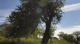 Strom roka 2017 je stará bošácka jabloň