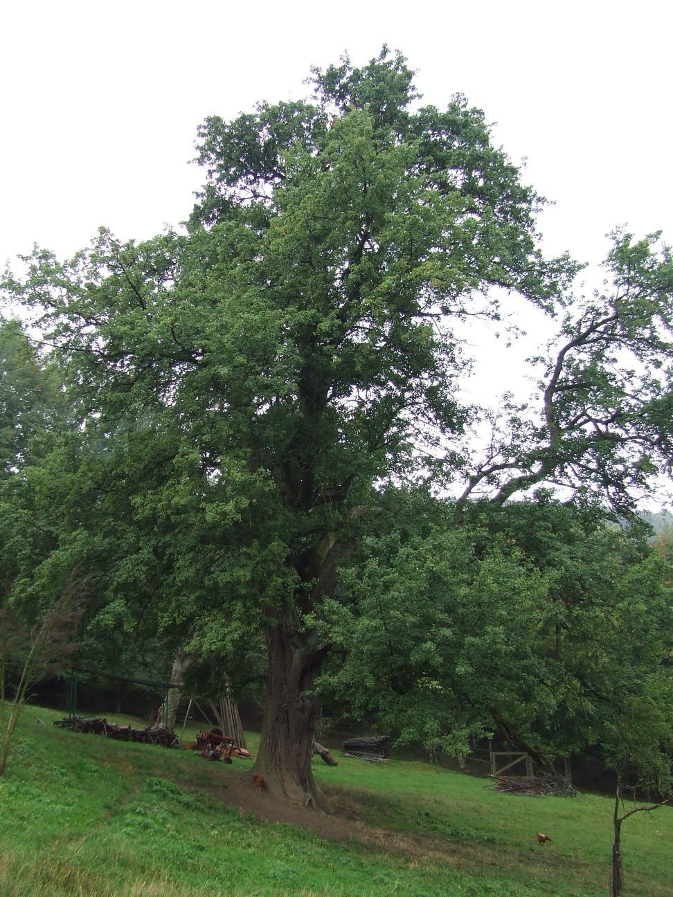 V roku 2006 sa Bošáčania radovali po prvý raz,...
