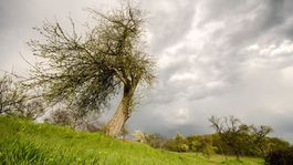 'Nezlomná' jabloň z Bošáce kandiduje na Európsky strom roka, hlasujte za ňu