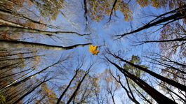 Komplexná novela zákona o lesoch je definitívne schválená