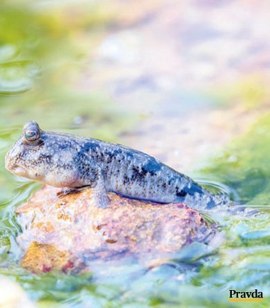 Najväčšia atrakcia lokality – obojživelná ryba...