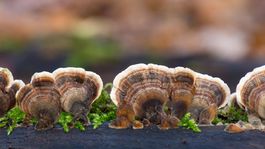 6 potravín s protirakovinovými účinkami