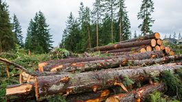 Lacné drevo: Pomoc ľuďom s najmenším rizikom pre lesy